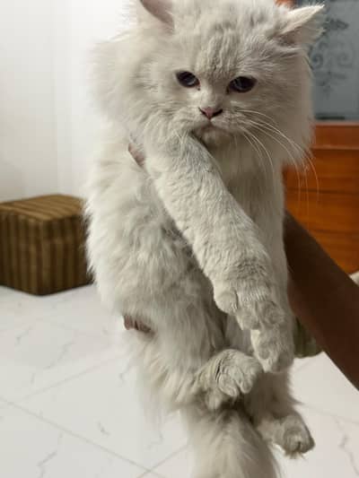 Persian white female