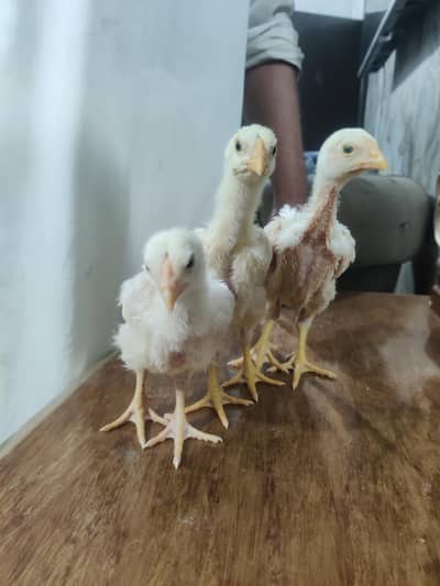 Shamu white ring bird