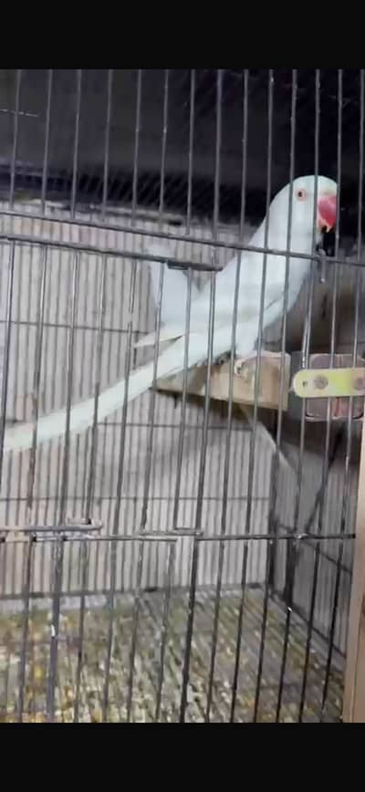 Yellow and white breeder pairs available