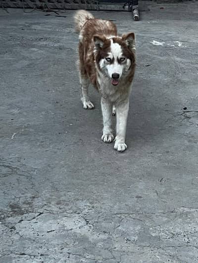 siberian husky