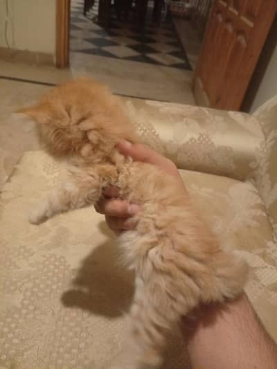 Persian kittens and female cat