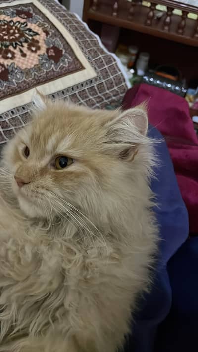 Male Persian Orange Cat