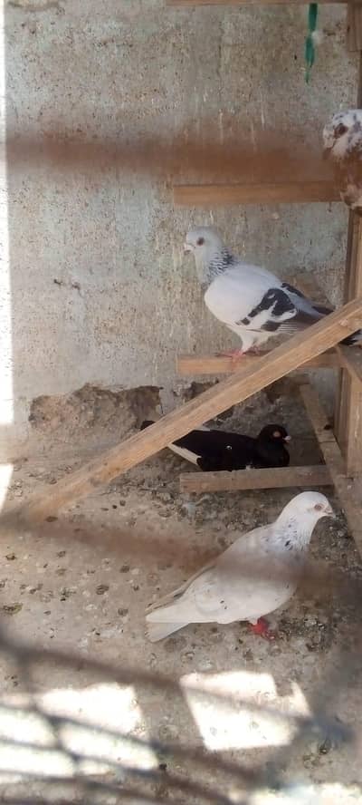 Male Kabootar for Sale – Healthy Bird
