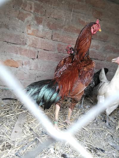 This chicken is 13 months old.