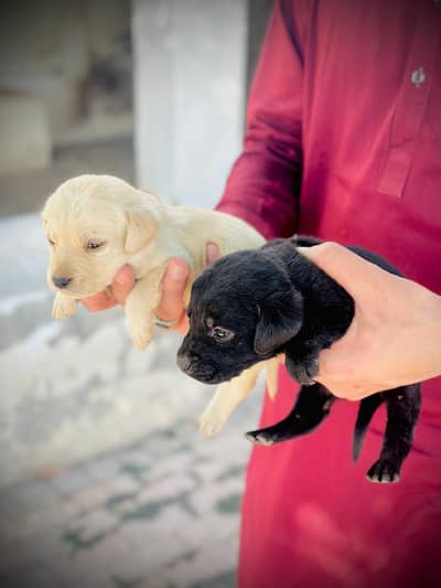 beautiful do female labra