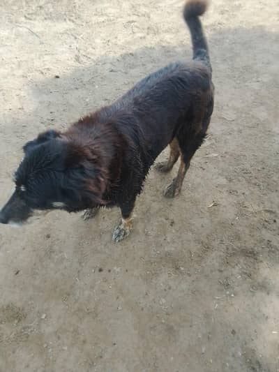 black german shepherd female