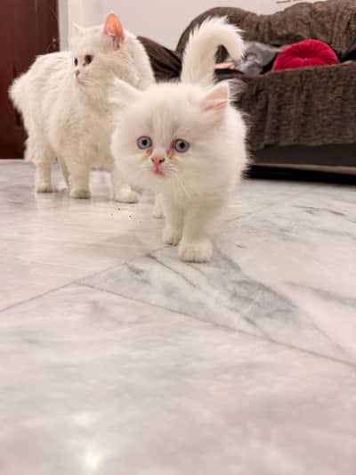 Persian cat