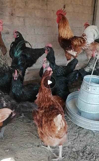 Egg laying Hens