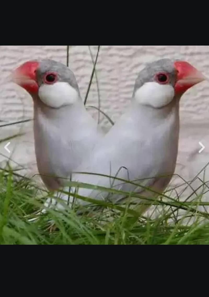 Silver java breeder pair 1 female extra 0