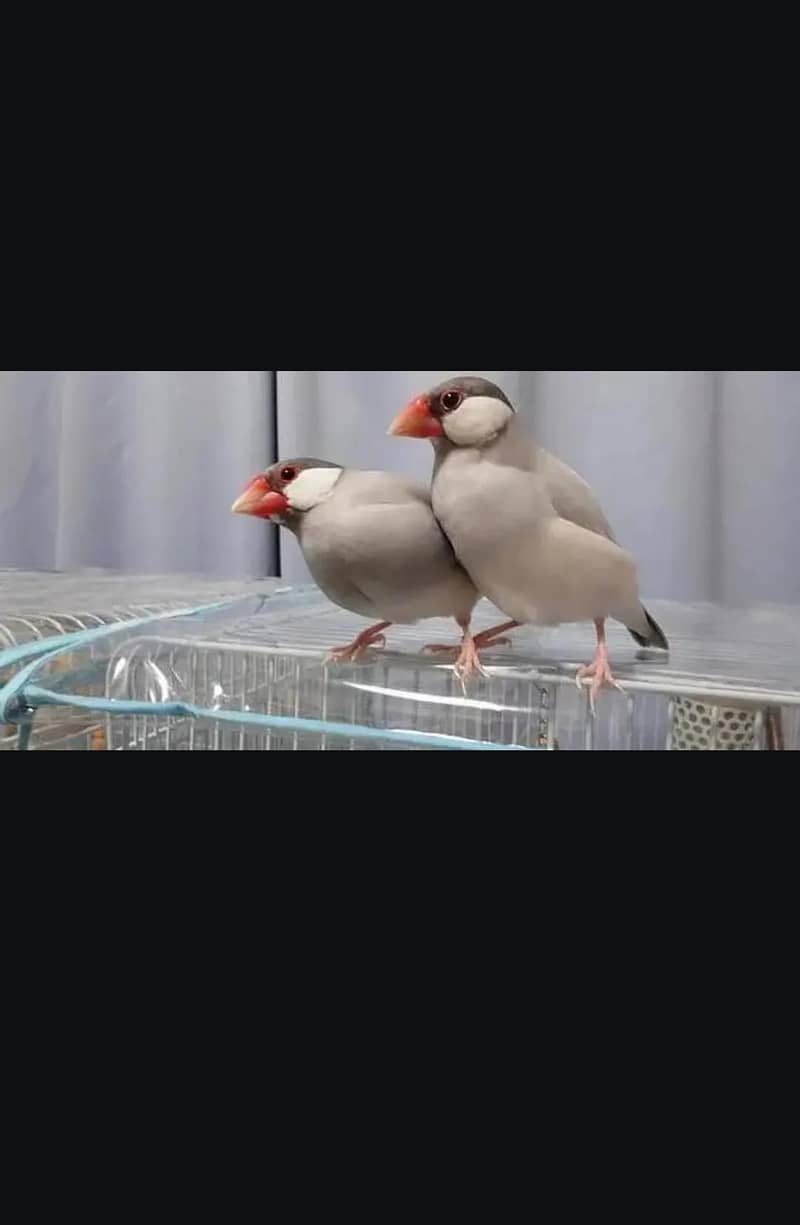 Silver java breeder pair 1 female extra 1