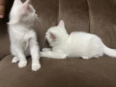 Persian male kittens for sale