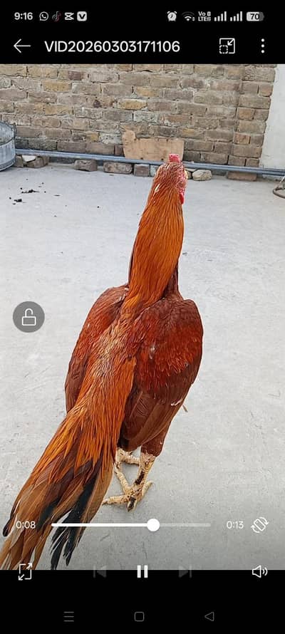 do aseel hai long tail Masha Allah