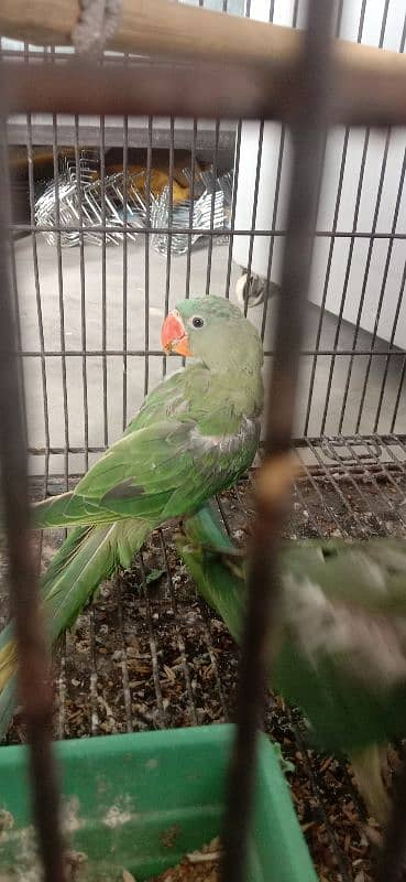 raw parorrt for sale