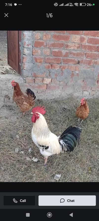 golden Misri anddyy datii ha