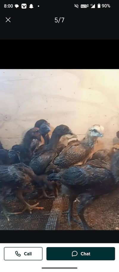 shamo dragen or pokya