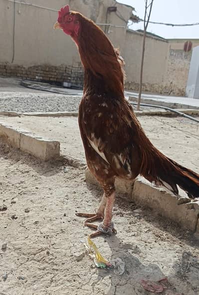 10 moth ka pattah ha pela zhreela peor aseel video be ha