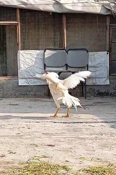 Aseel Heera for sale with handsome amount