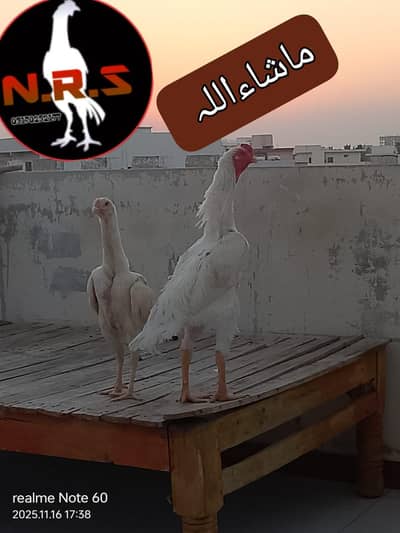 white o shamo split pair available urgent sale