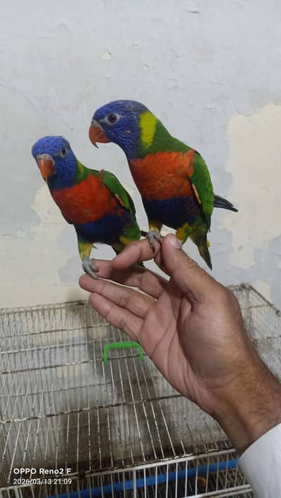 handtam Swinson Lorry parrot age 7 months