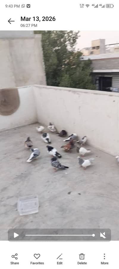 sahrazi or khal for sell 1000