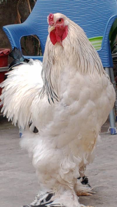HIGH QUALITY IMPORTED BRAHMA CHIKS AVAILABLE (03224492928)