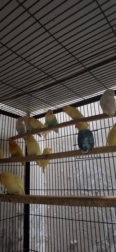 breeder pairs available contact number  03213319880