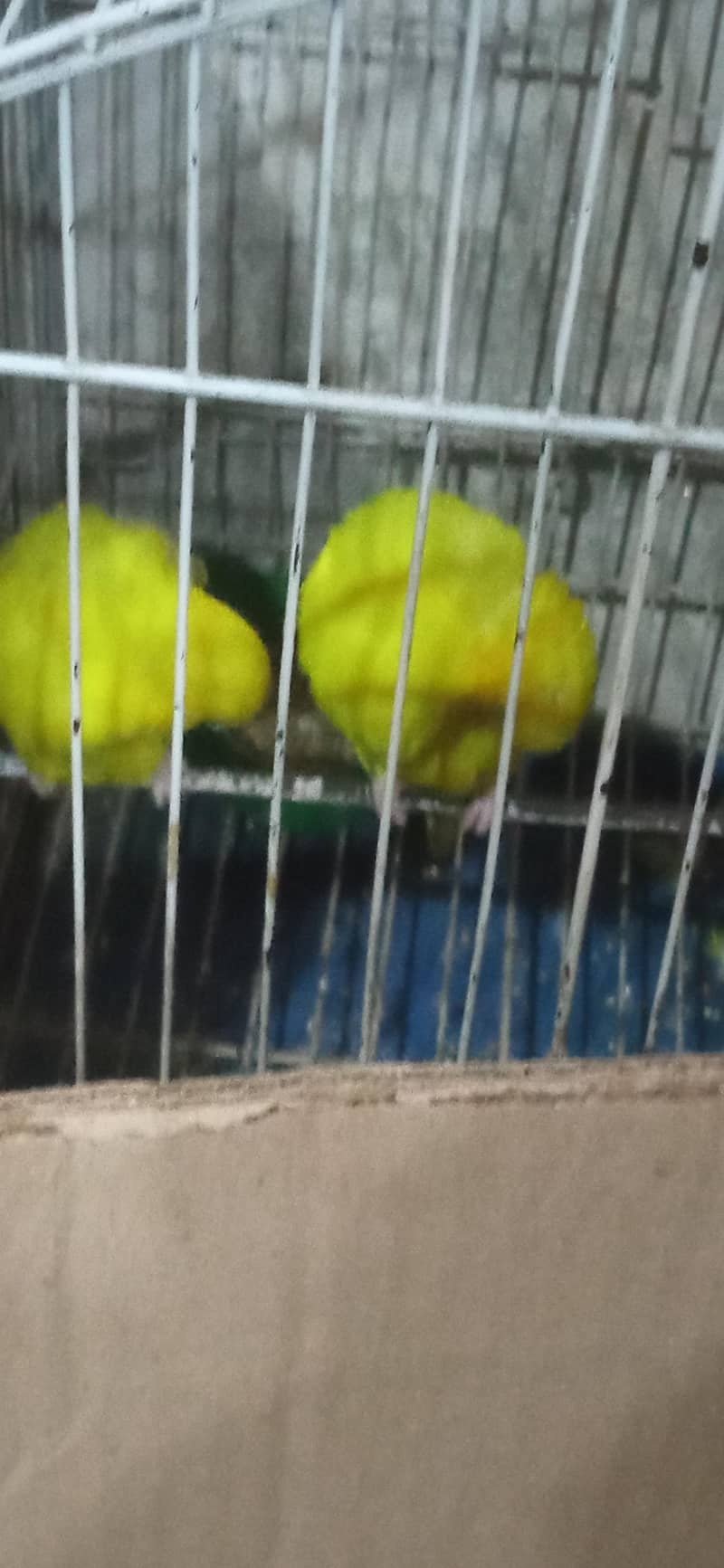 طوطے براے فروخت 0