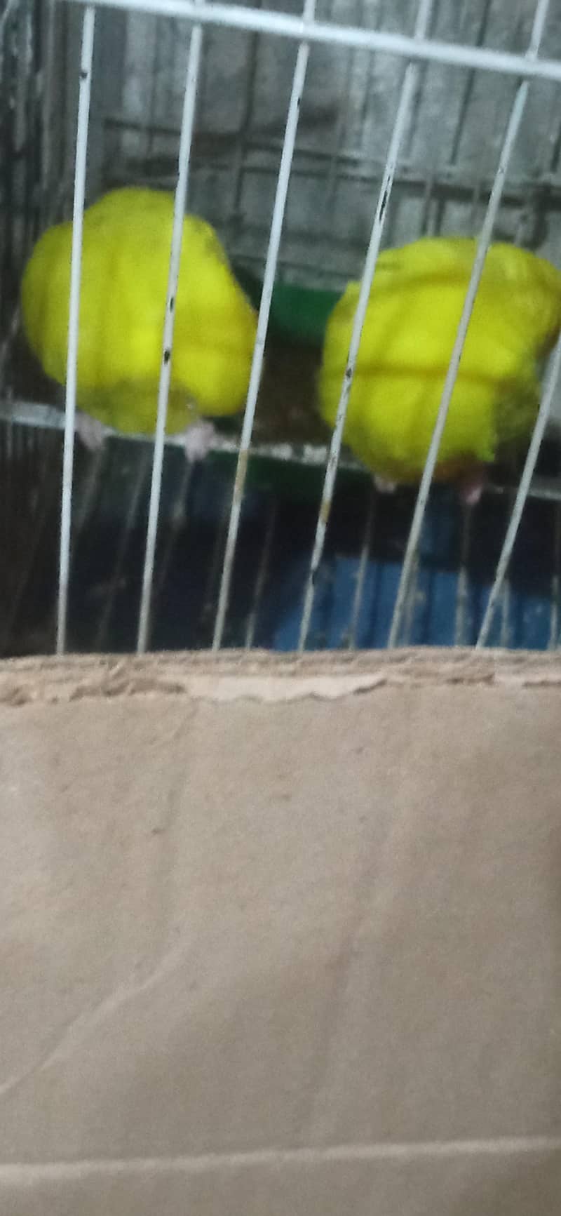 طوطے براے فروخت 1