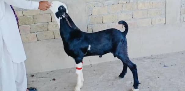 do desi bakre for sale call on 03348310322