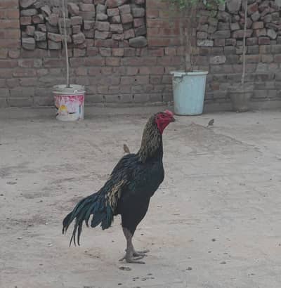 Aseel Vietnam murga patha for sale