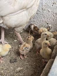 aseel cheeks high quality aseels