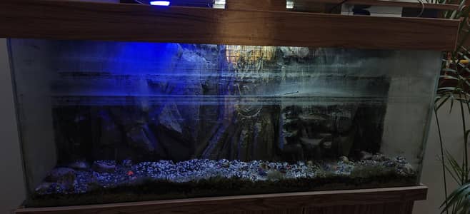 fish equrium large size