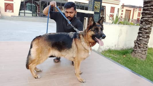 German shepherd Top quality breeder female on heat  03115090318
