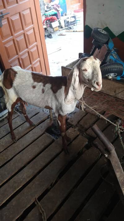 I'm selling goats and 2kids male in female kids more details 3402494