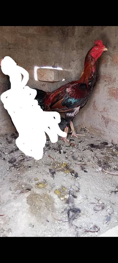 miawali murga 03014237451 call me