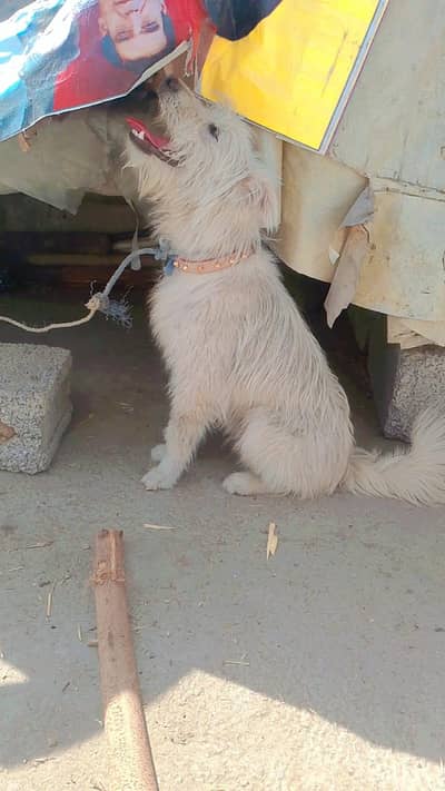 Pure Male Poodle Dog for Sale 