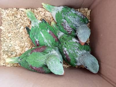 Wildlife Registered Alexandrine Raw Parrot Chicks