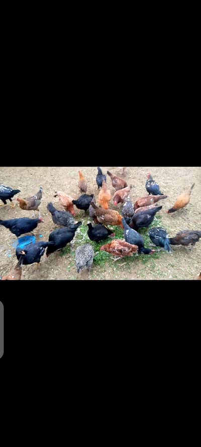 golden misri chozay for sale per kg RS. 1000