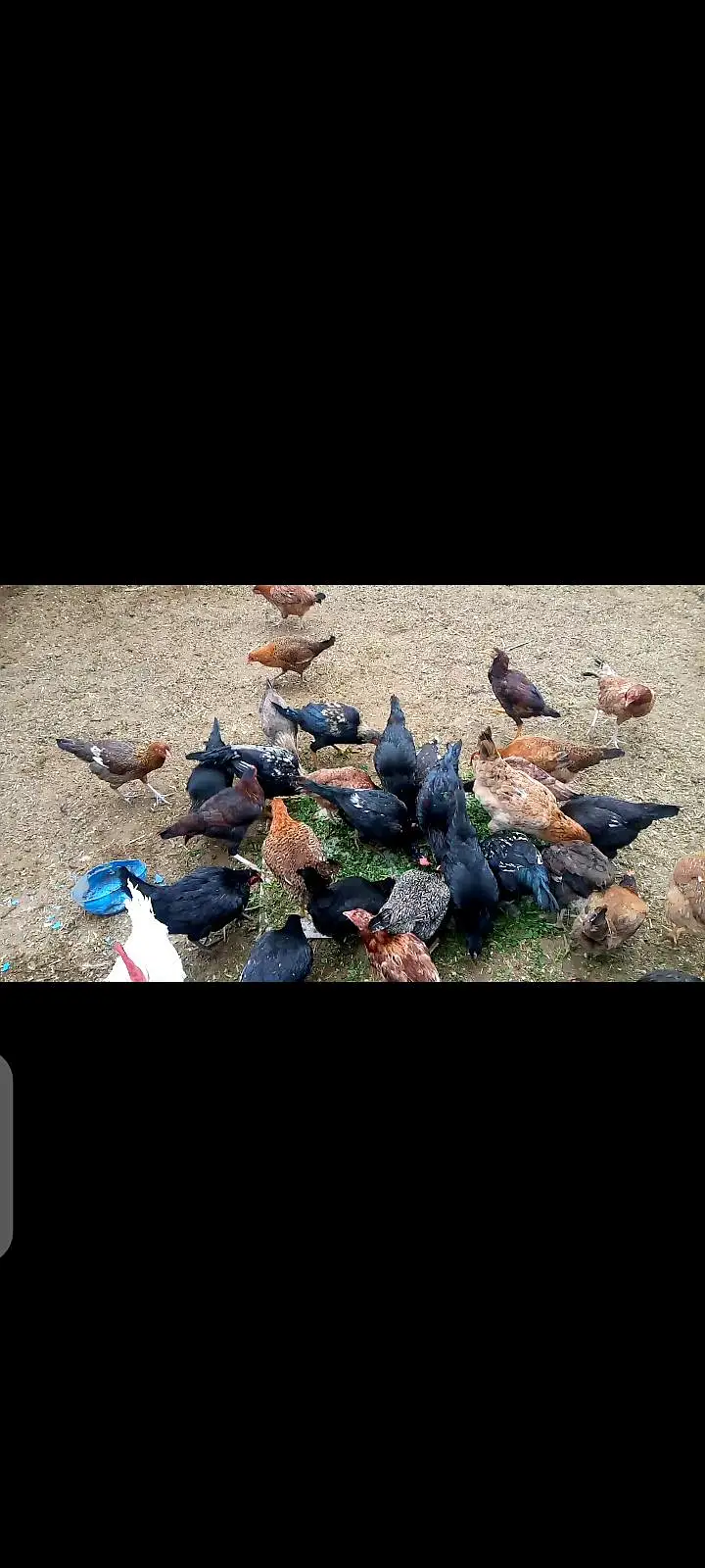 golden misri chozay for sale per kg RS. 1000 — photo 2