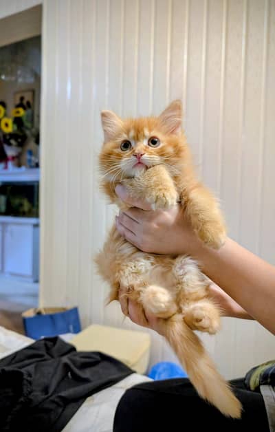 persian Triple coated brown kitten
