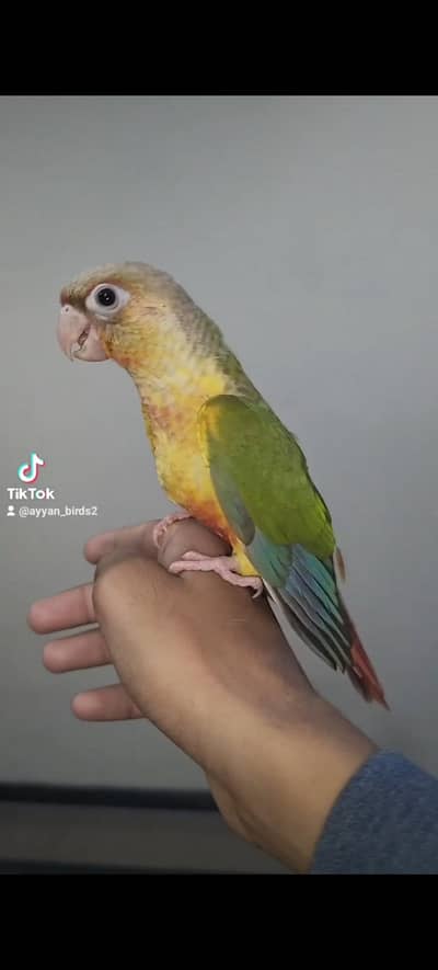 healthy and active nail tail fly all ok and fly tame