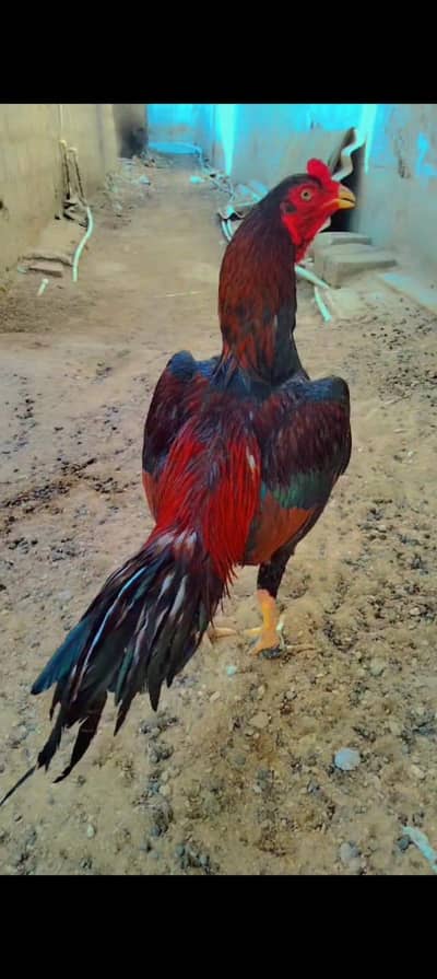 FOR SALE LOCATION KARACHI PEOR MIANWALI LAKHA MURGA CONTAC 03322437238