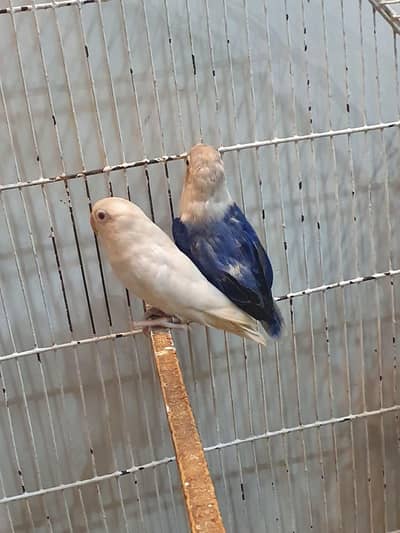 Australian and love birds :cremino,albino ,yellow,&Green Fisher