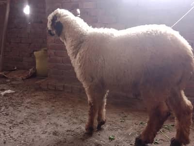 Mundra chtra for sale