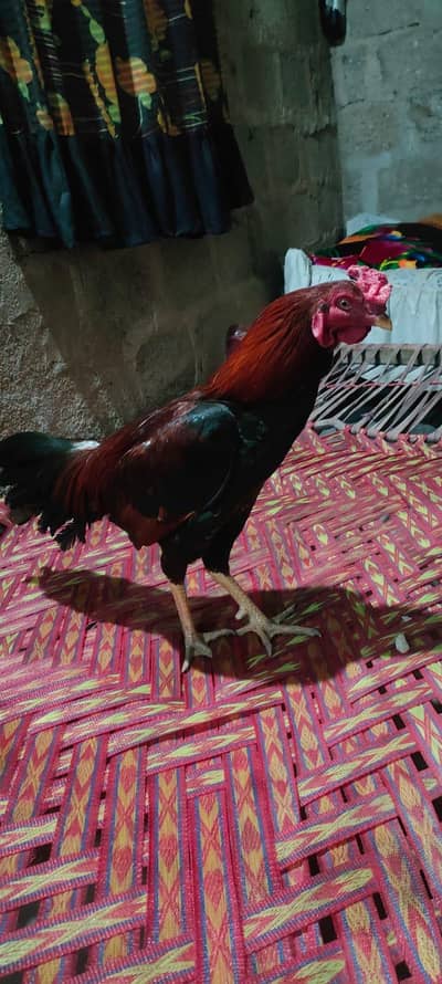 Aseel murga for sale contact 03433644676