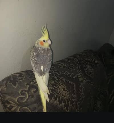 PROPER TAMED COCKTAIL MALE FOR SALE
