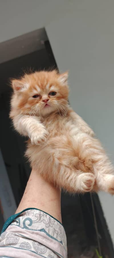 Persian kittens