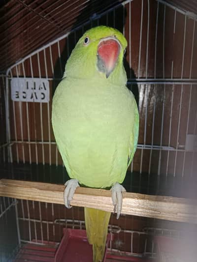 Green parrot for sale