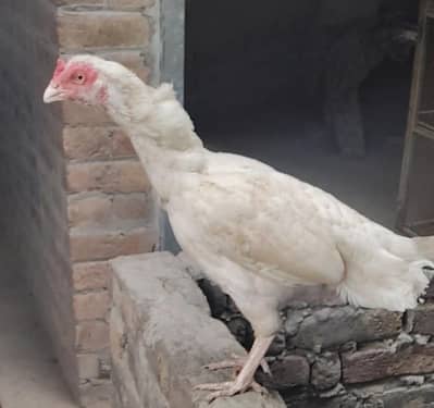 top quality Hera aseel female