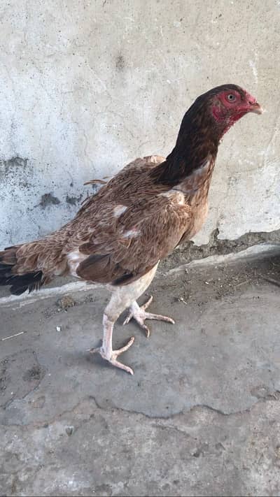 Japnese shamo cross murgi